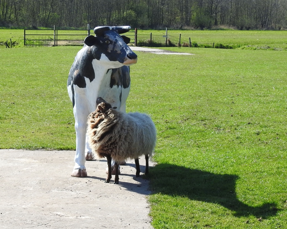 Ik ook van jou - Zoogdieren - Schaap