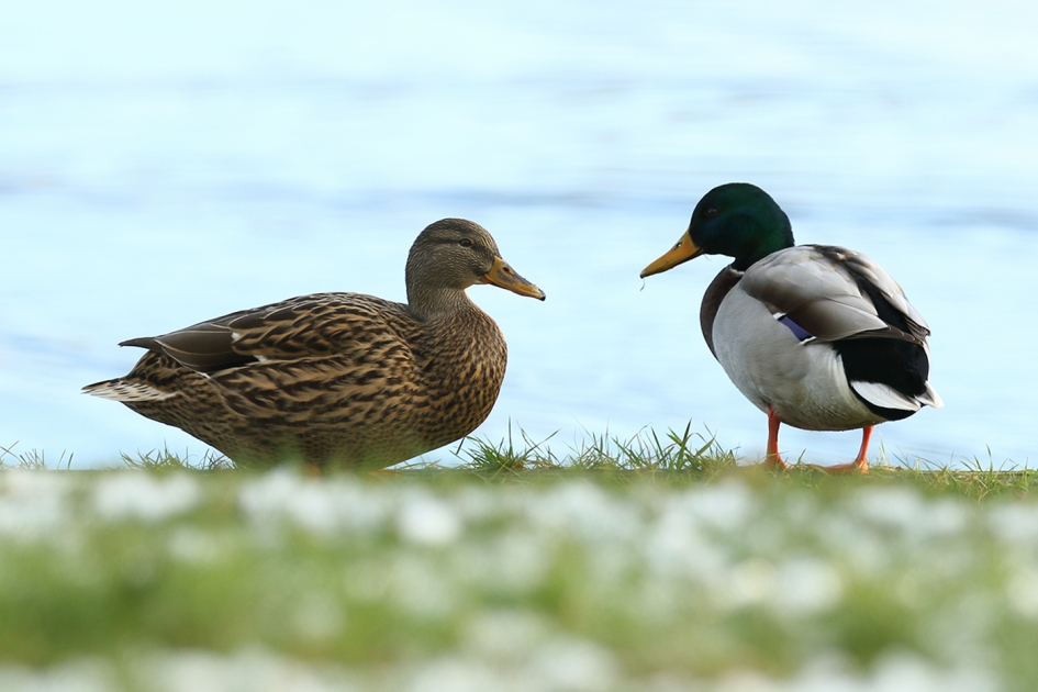 ik ook van jou - Vogels - 