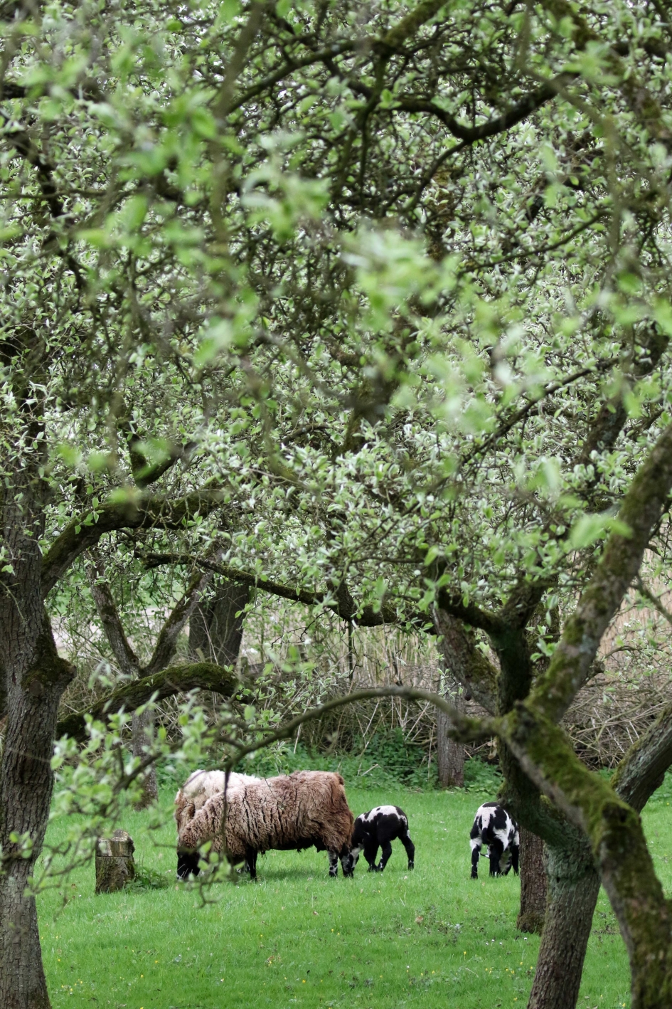 In de boogerd - Planten - 