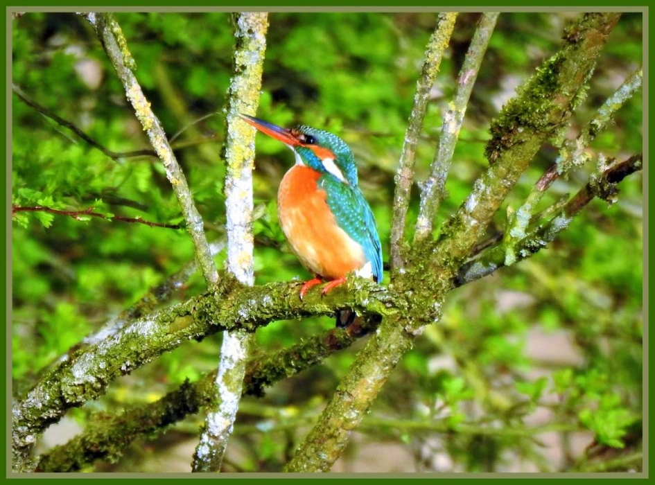 In het groen - Vogels - Ijsvogel