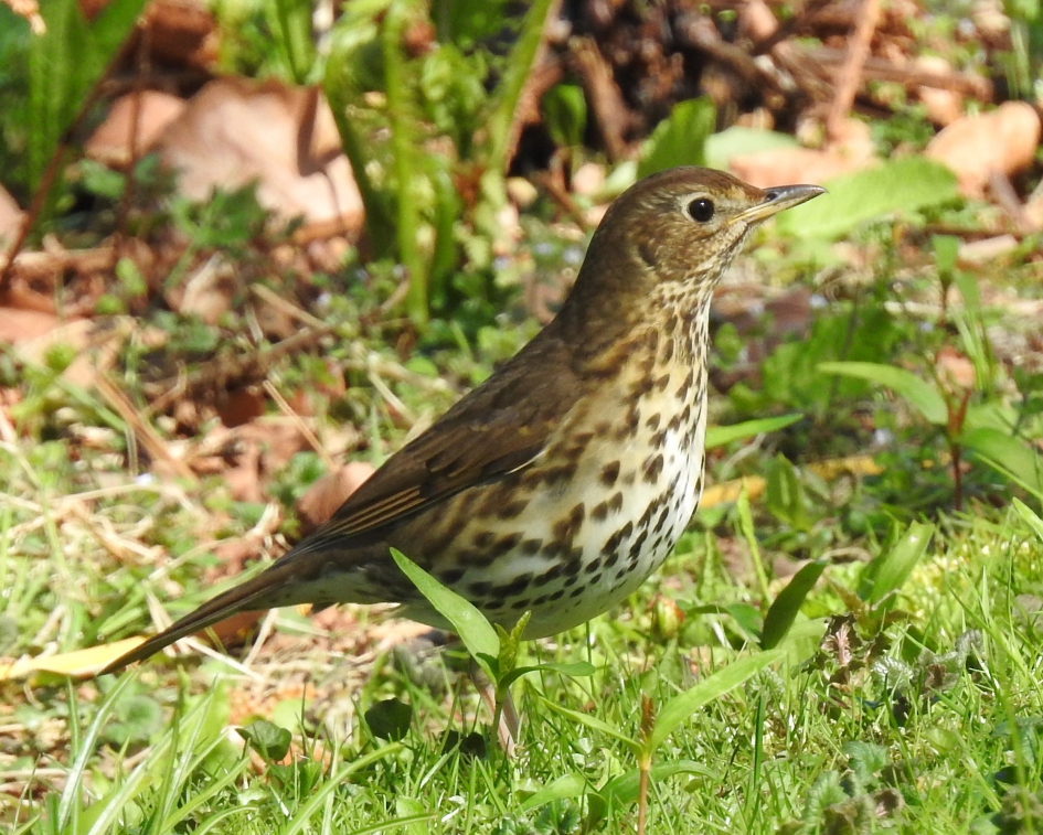 In het park - Vogels - Zanglijster