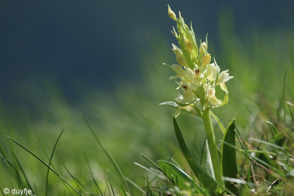 in het weiland - Planten - 