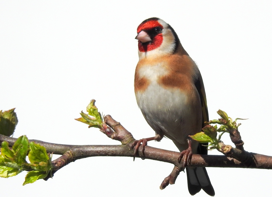 In vol ornaat - Vogels - Putter