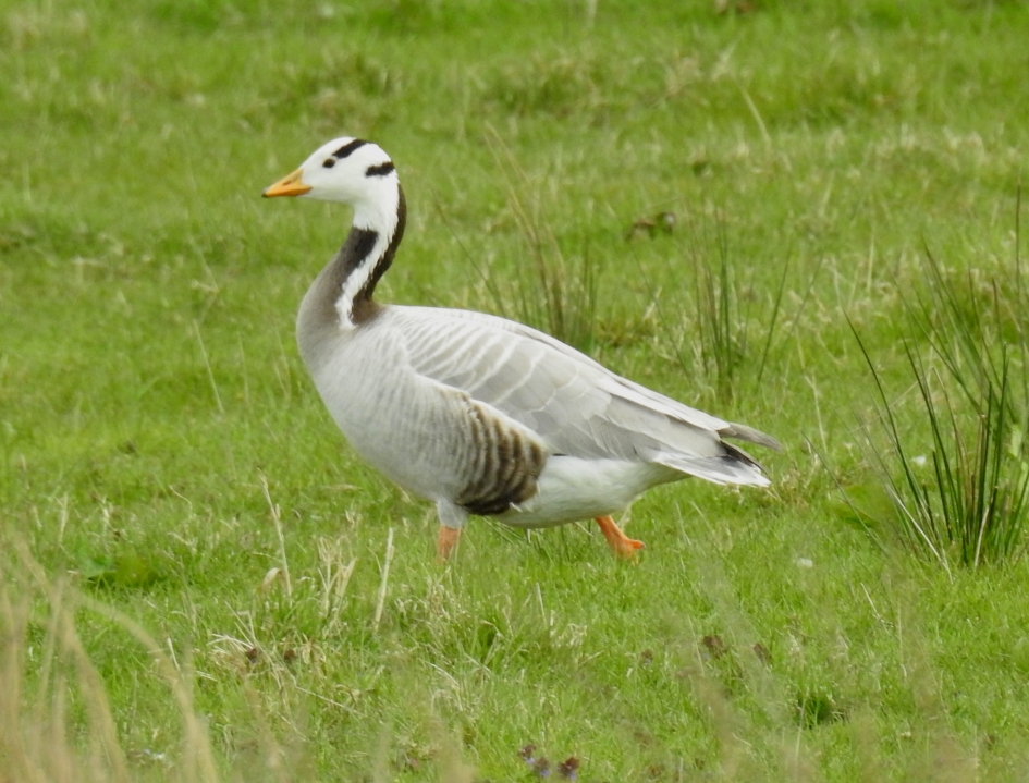 Indische gans - Vogels - Indische gans
