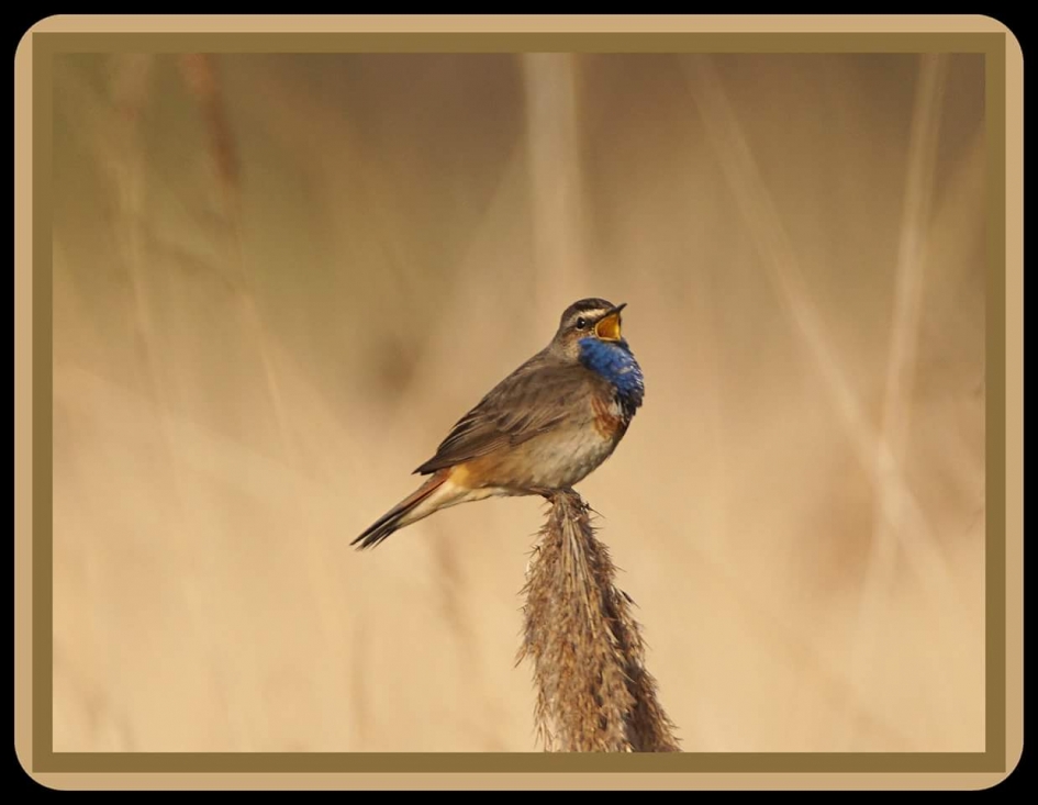 indruk maken - Vogels - Blauwborst