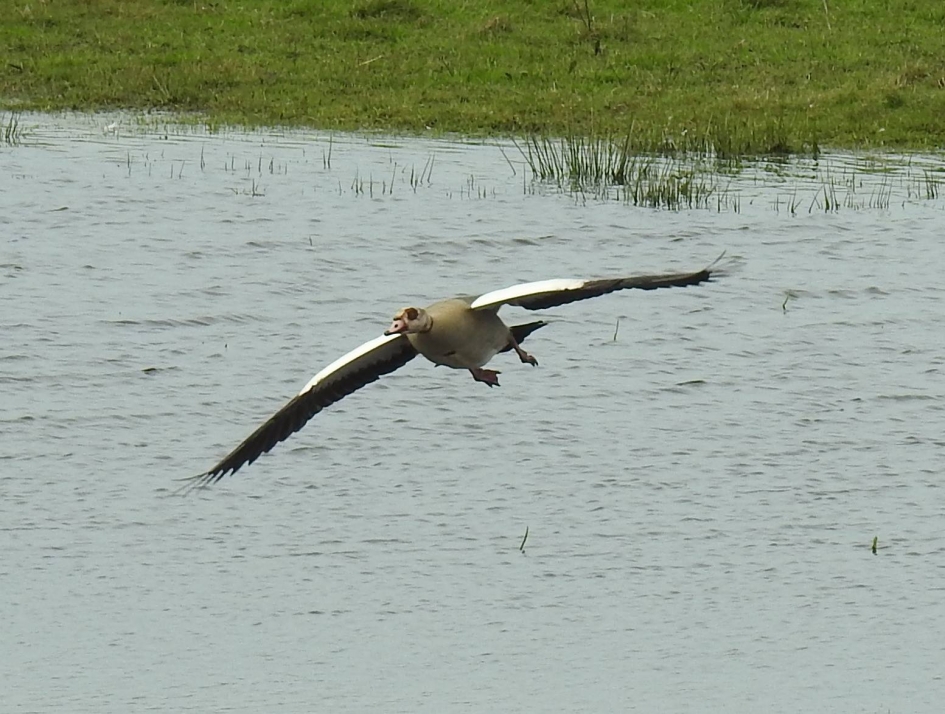Invliegende Nijlgans - Vogels - Nijlgans