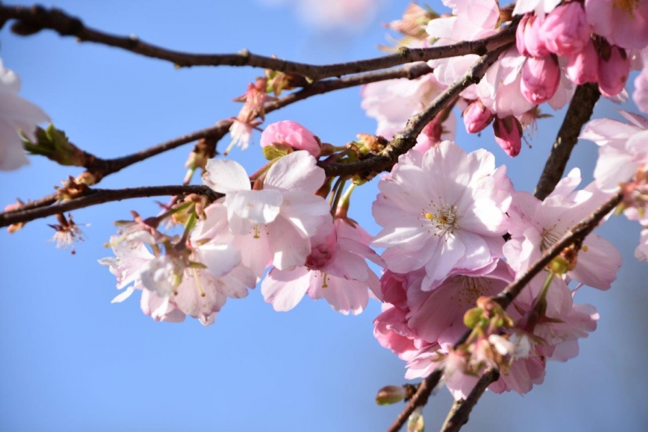 Japanse sierkers - Planten - 