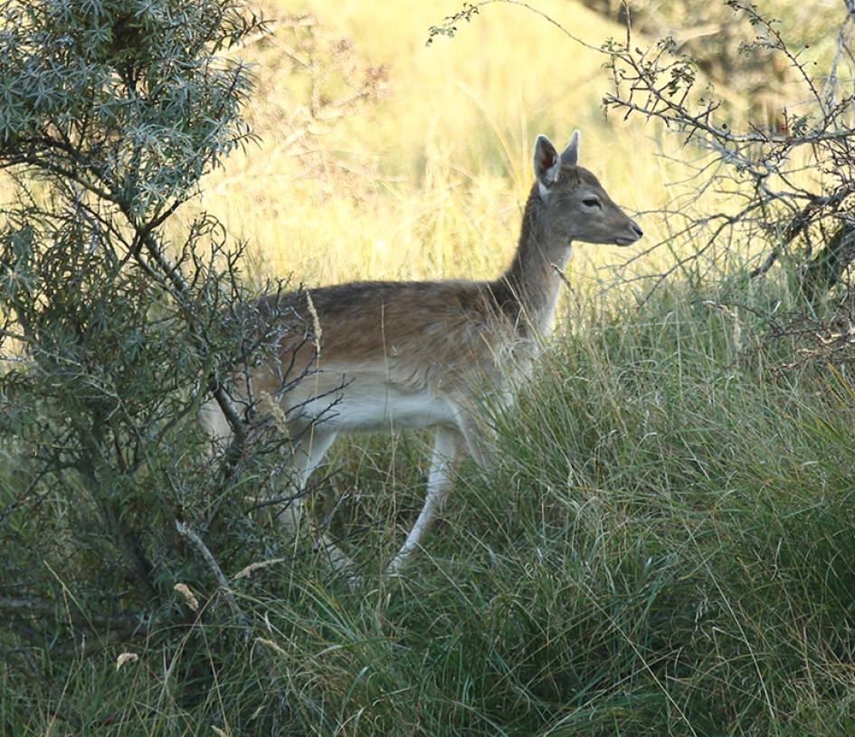 jong damhert -v- - Zoogdieren - 