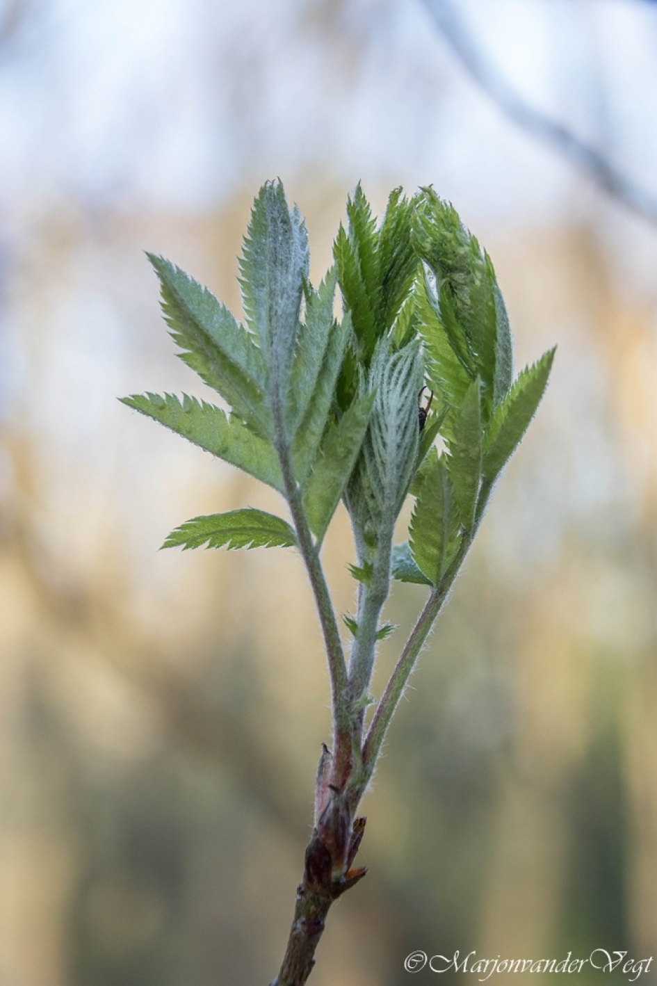 Jong loot - Planten - jong loot