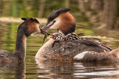Jonge Fuutjes