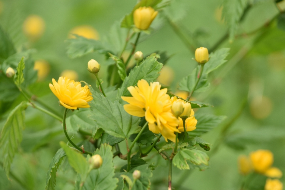 Ranonkelstruik - Planten - 