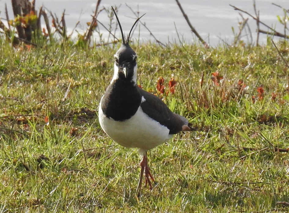 Kievit - Vogels - Kievit