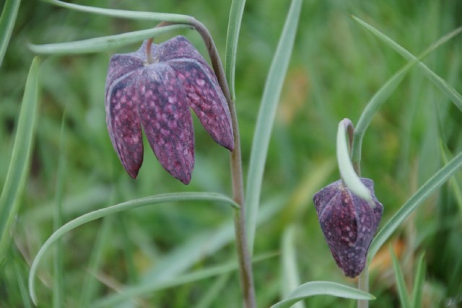 Kievitsbloem - Planten - 