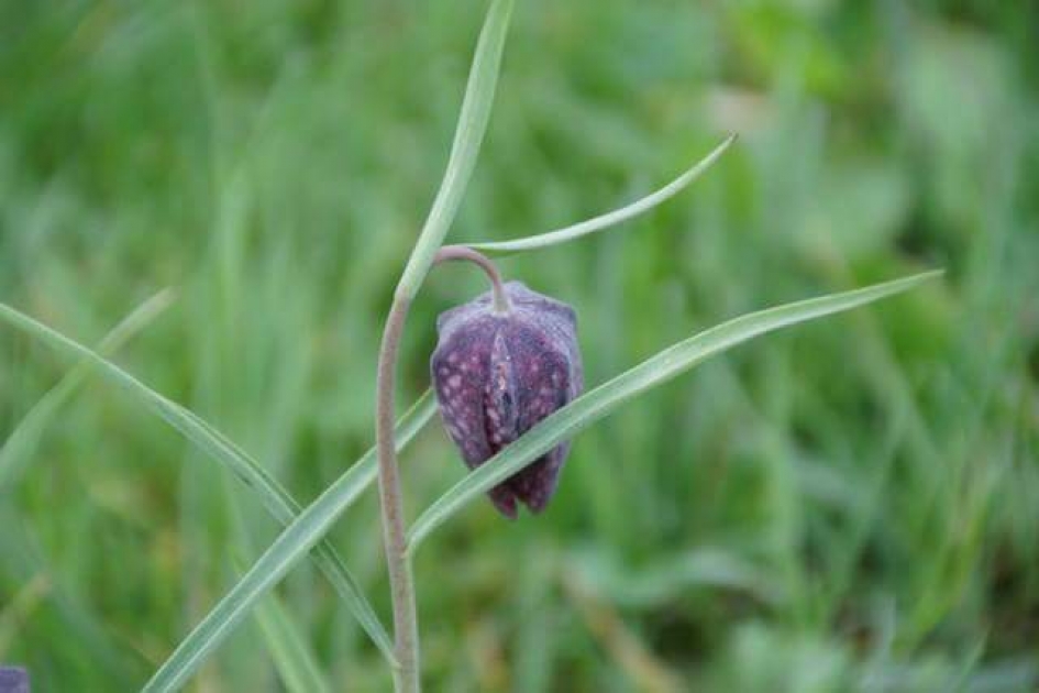 Kievitsbloem - Planten - 