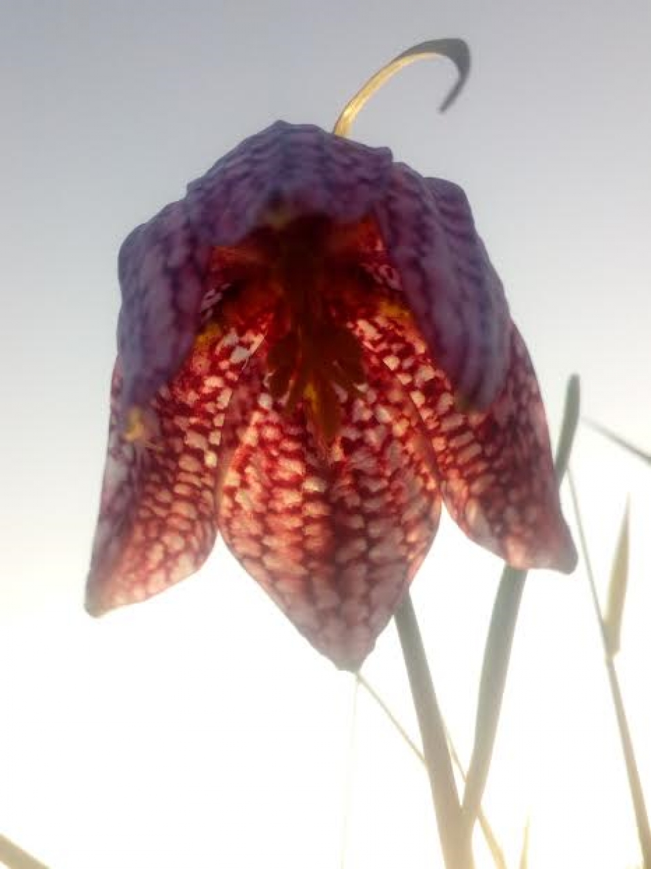 Kievitsbloem bij zonsondergang - Planten - Kievitsbloem