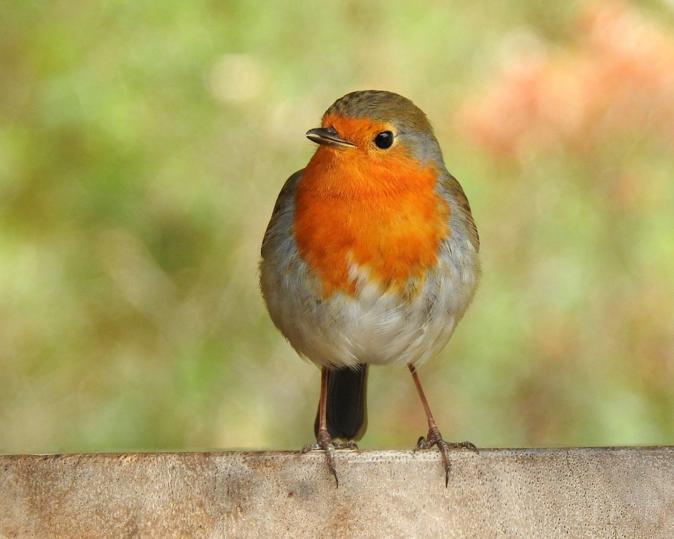Kijk mij eens - Vogels - Roodborstje