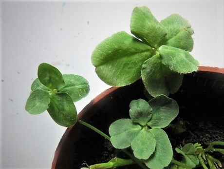 Klaver5  zeldzaam ??