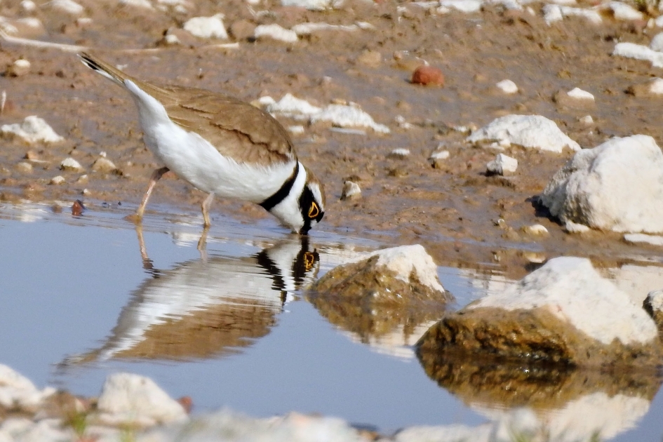 Kleine Plevier - Vogels - Kleine Plevier