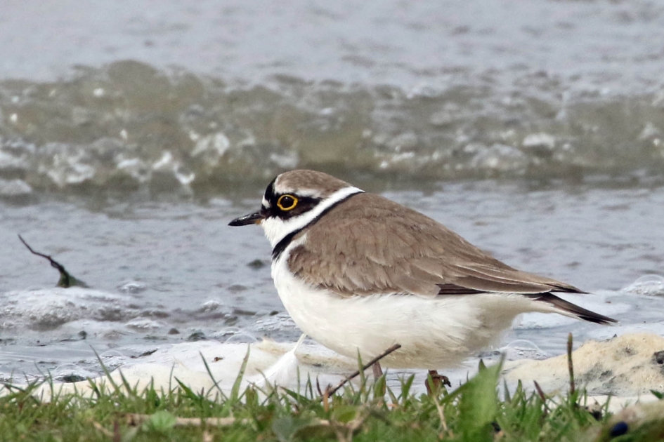 Kleine plevier - Vogels - 