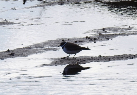 Kleine Plevier in Nieuwe Natuur