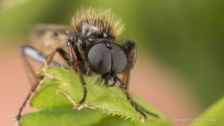 Kleine rouwvlieg - Geleedpotigen - Kleine rouwvlieg