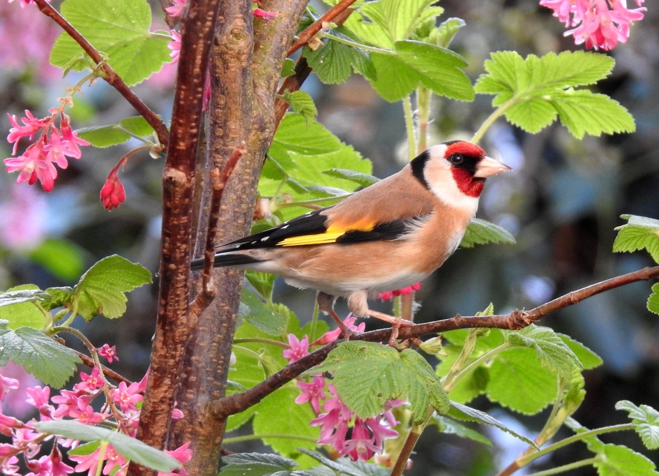 Kleurenfeest - Vogels - Putter