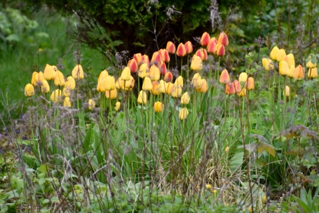Kleurige tulpen