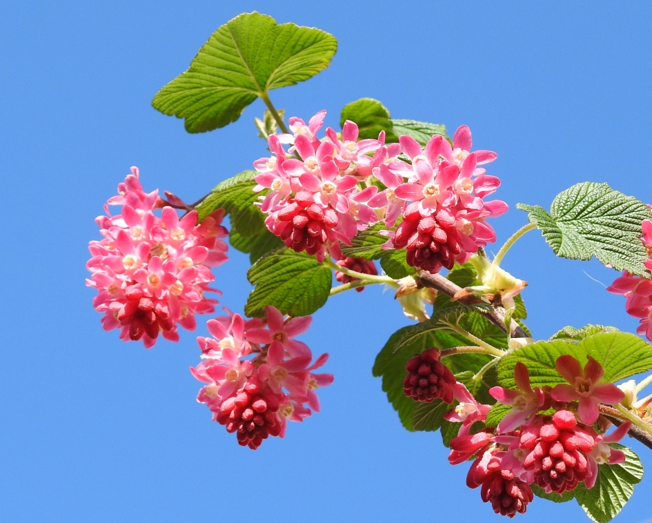 Knalkleuren - Planten - Siertrosbes