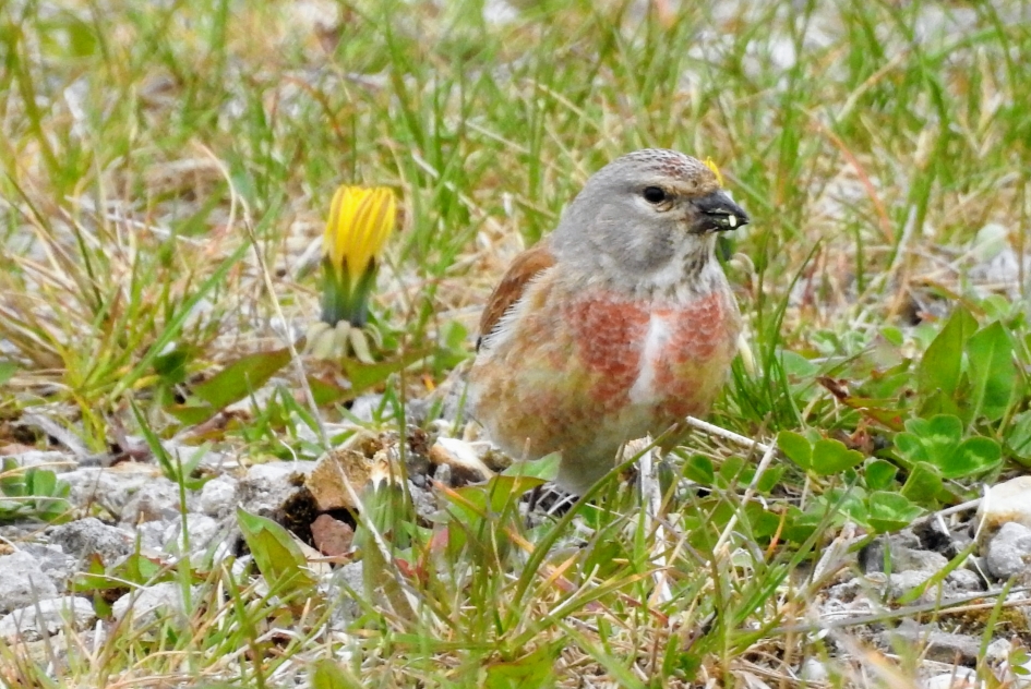Kneu - Vogels - Kneu