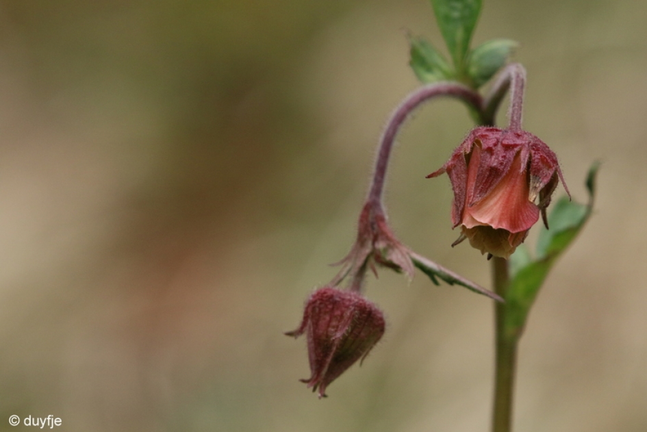 Knikkend Nagelkruid - Planten - Knikkend nagelkruid