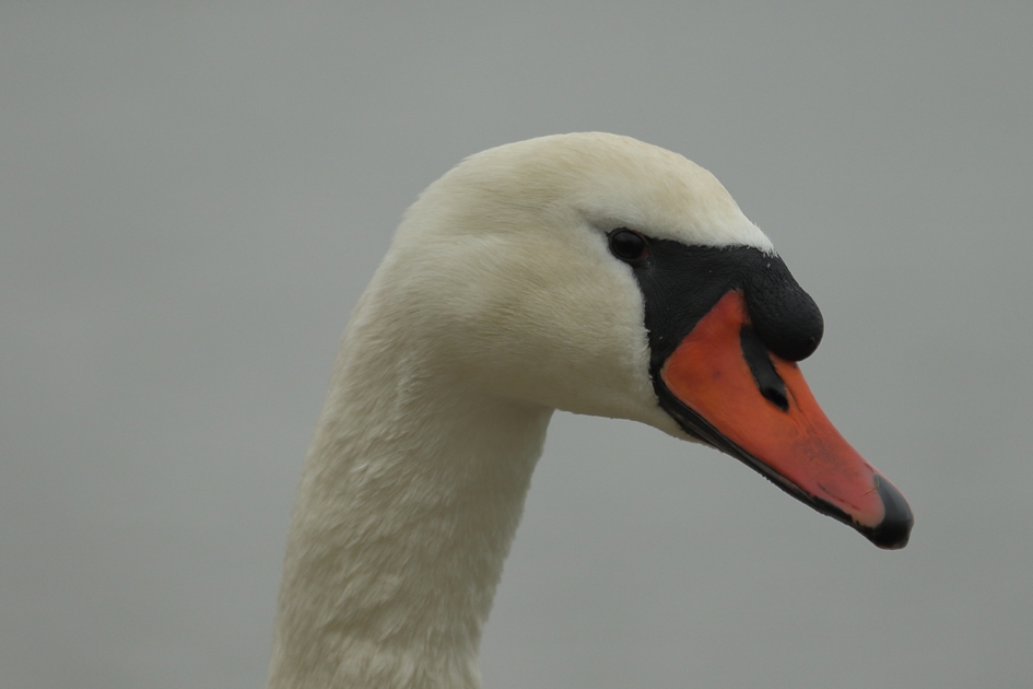 knobbelzwaan -m- - Vogels - 