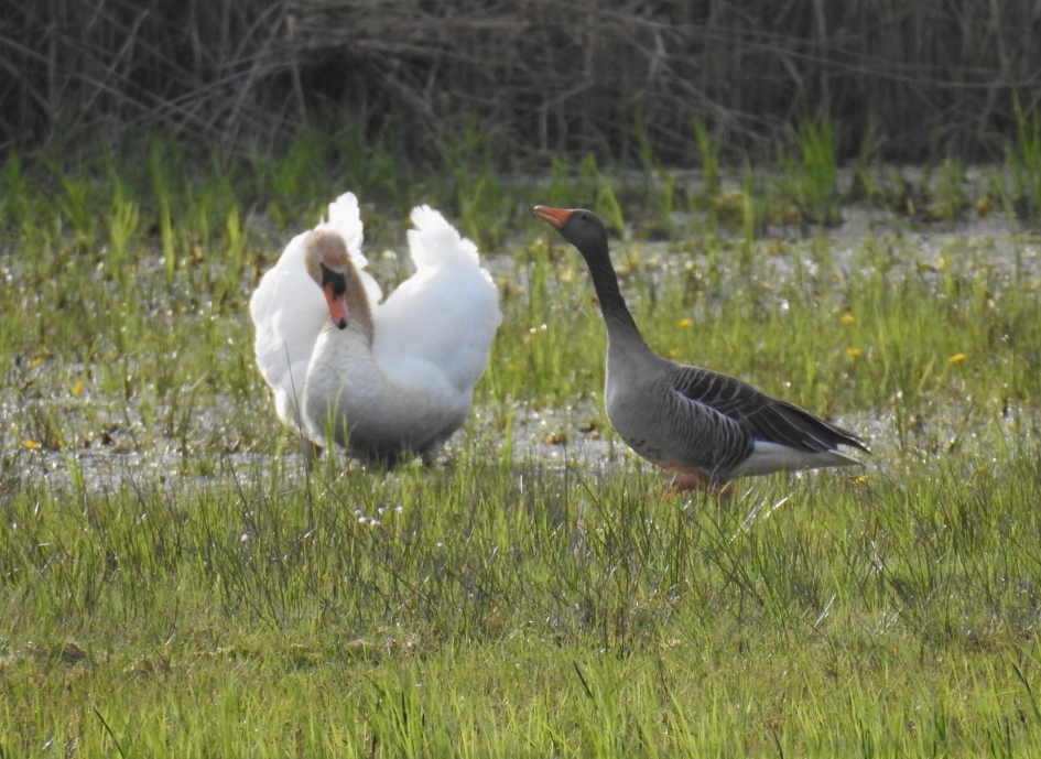 Knobbelzwaan verjaagt grauwe gans 1 - Vogels - Knobbelzwaan