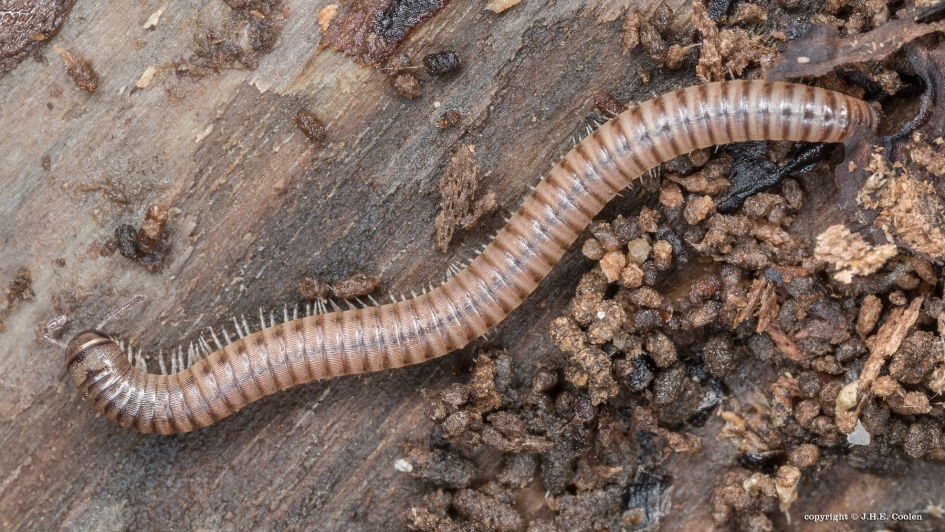 Knotskronkel - Geleedpotigen - Knotskronkel