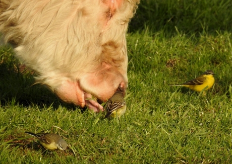Koe graast het gras weg voor de snavel van de gele kwikstaartjes.