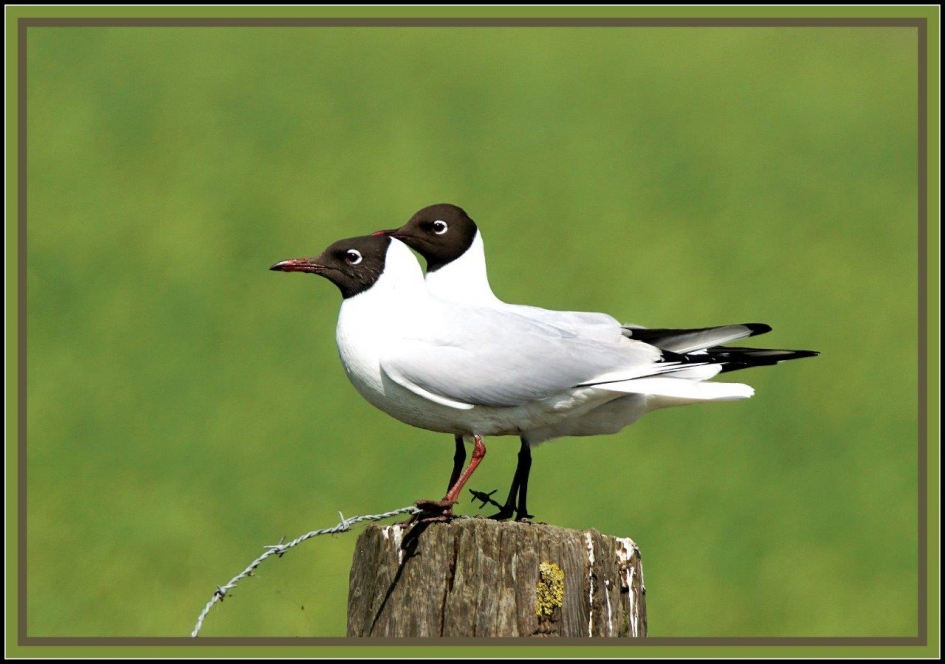 kok meeuwtjes - Vogels - Kokmeeuw
