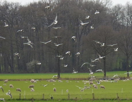 Kokmeeuwen boven een schapenwei