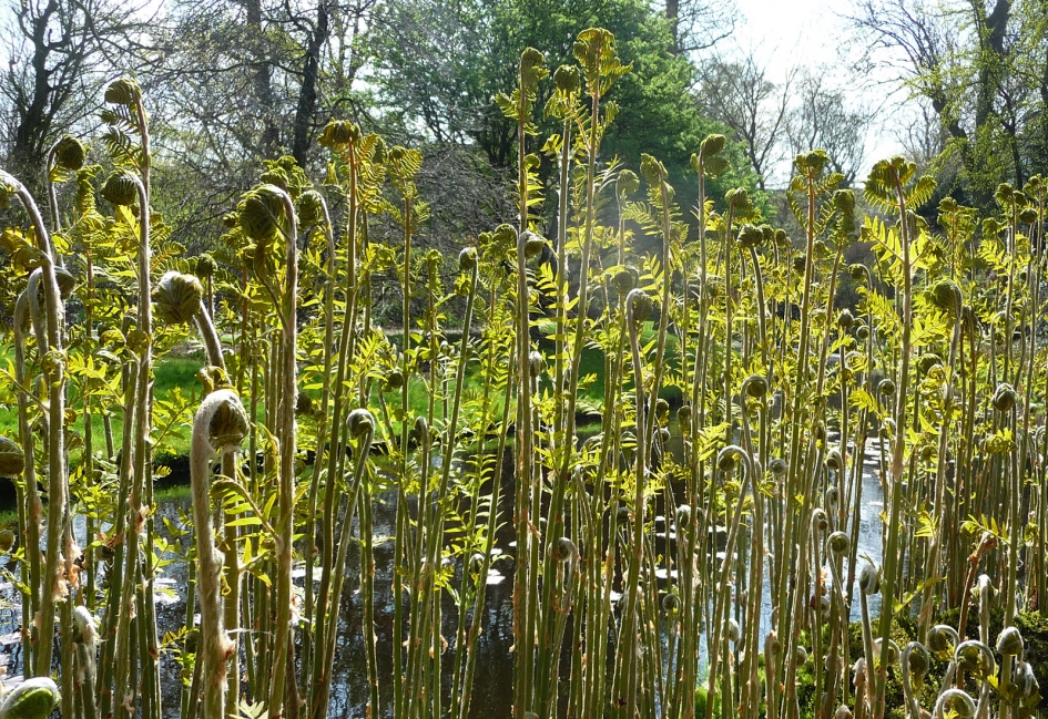 Koningsvaren - Planten - Koningsvaren