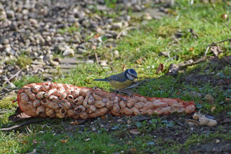 Koolmees op pindanet - Vogels - 