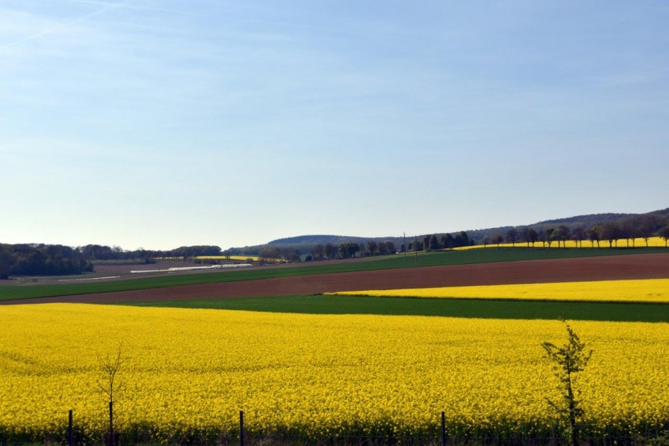Koolzaad velden - Weer en landschap - 