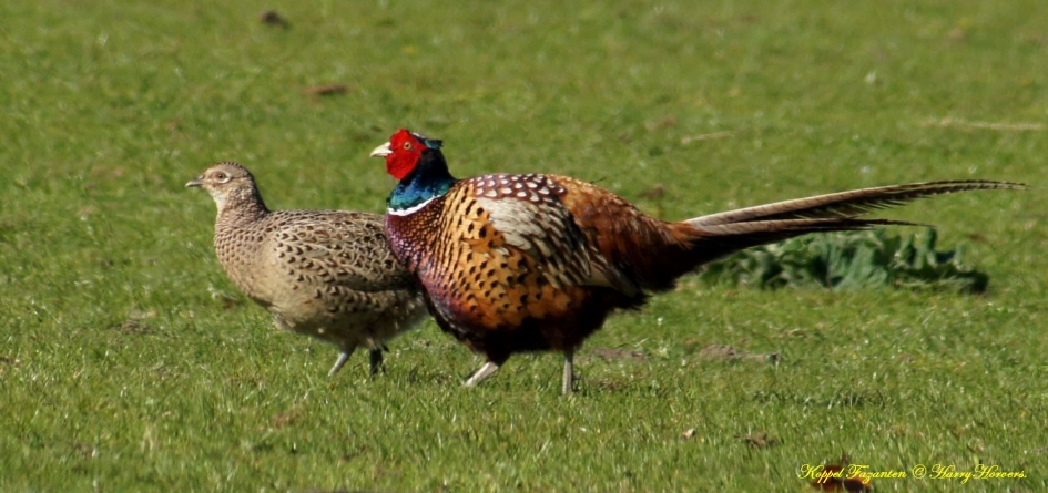 Koppel Fazanten - Vogels - Fazanten