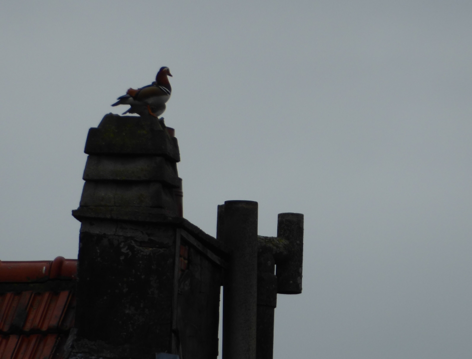 koppel Mandarijn eendjes - Vogels - Mandarijn eend