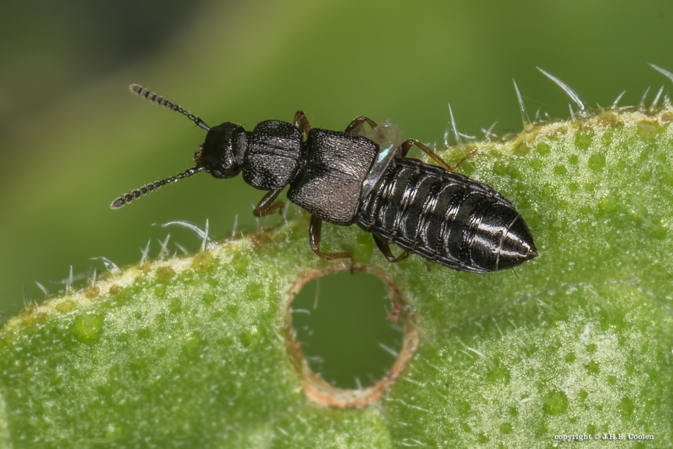 Kortschildkever - Geleedpotigen - Kortschildkever