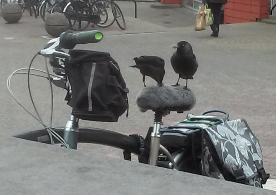 kouwen op een zadeldekje - Vogels - 