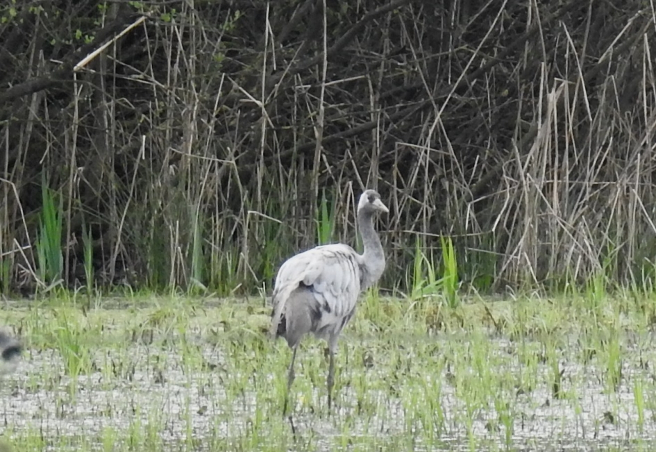 Kraanvogel in het Mokkelengoor bij Enter - Vogels - Kraanvogel