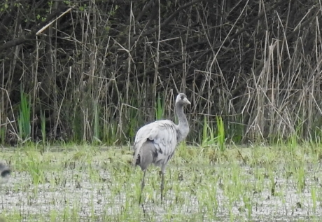 Kraanvogel in het Mokkelengoor bij Enter
