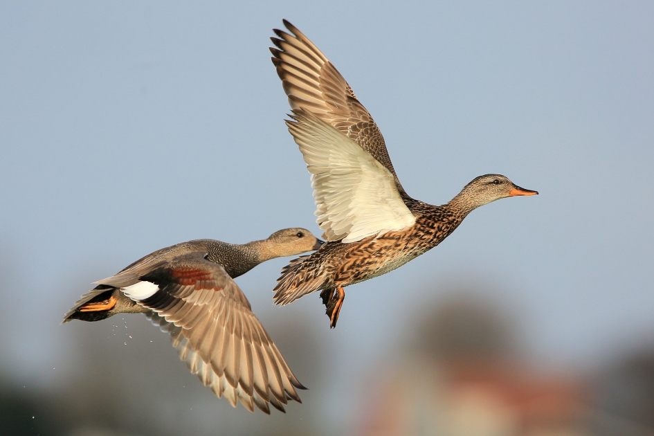 Krakeend - Vogels - Krakeend
