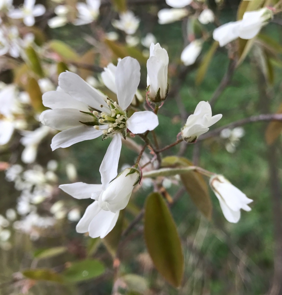 Krentenbloesem - Planten - 