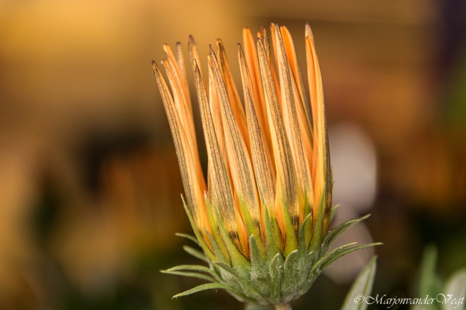 K(r)oningsdag - Planten - Bloem