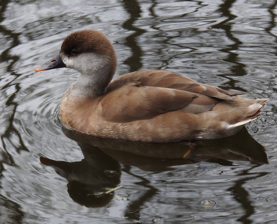 Krooneend  vrouw - Vogels - Krooneend