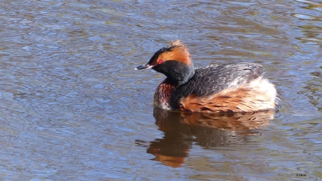 Kuifduiker in zomerkleed in Veendam